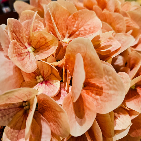 FLORERO NEGRO CON FLORES ROSAS