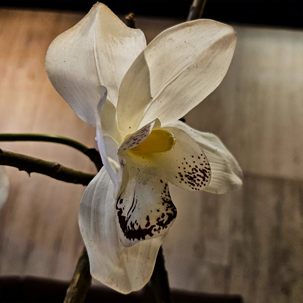 FLORERO PLATA CON ORQUÍDEAS BLANCAS